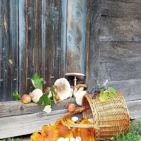 Brvnara Vrganj * Sarani