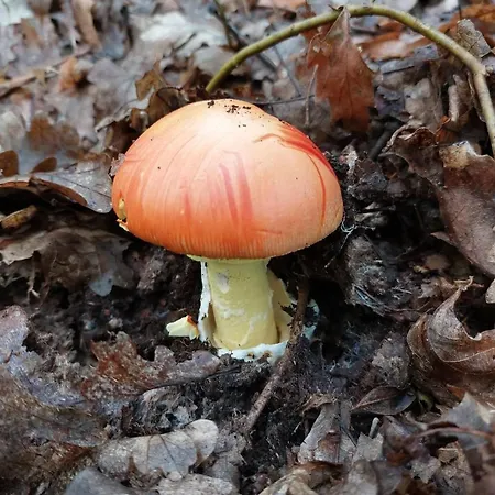 Brvnara Vrganj 度假居 Sarani