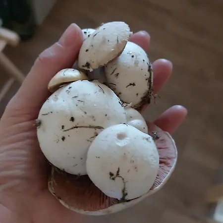 Brvnara Vrganj * Sarani