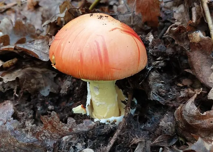 Brvnara Vrganj Ferienhaus Sarani