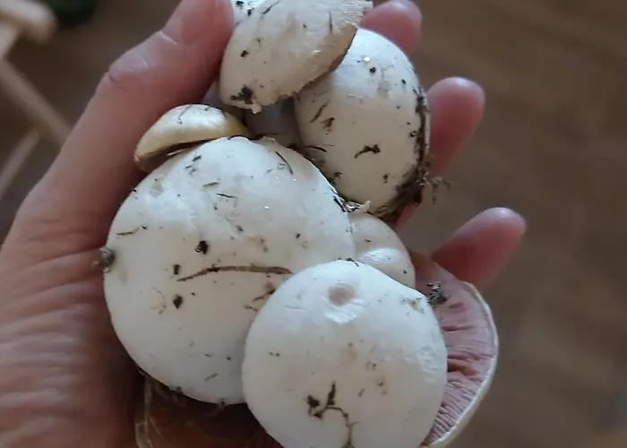 Brvnara Vrganj * Sarani